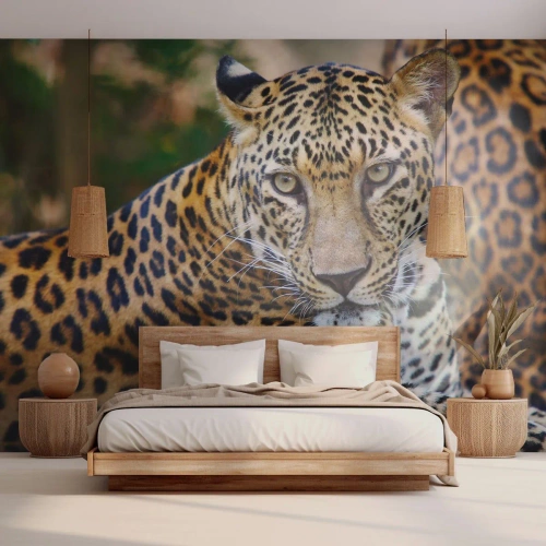 Fototapet Standard Eco - Vild og rolig - Dyr, leopard, Afrika - 350x256 cm