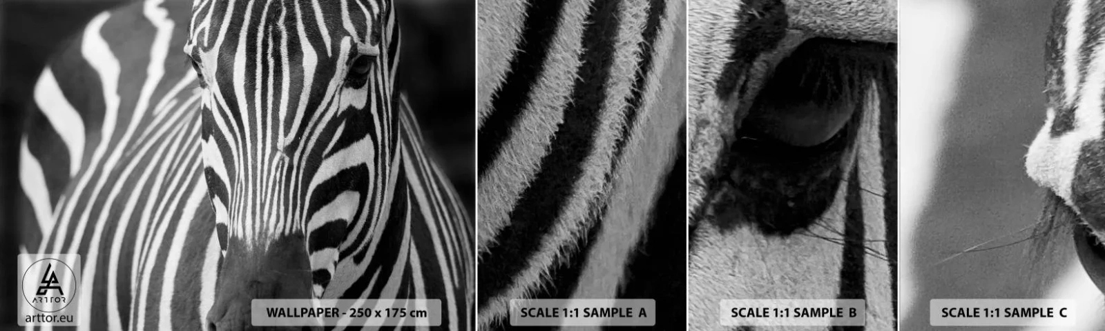 Fototapet Prøve Standard Eco - Verden er sort og hvid - Dyr, Ribben, Sort og hvid - 100x30 cm