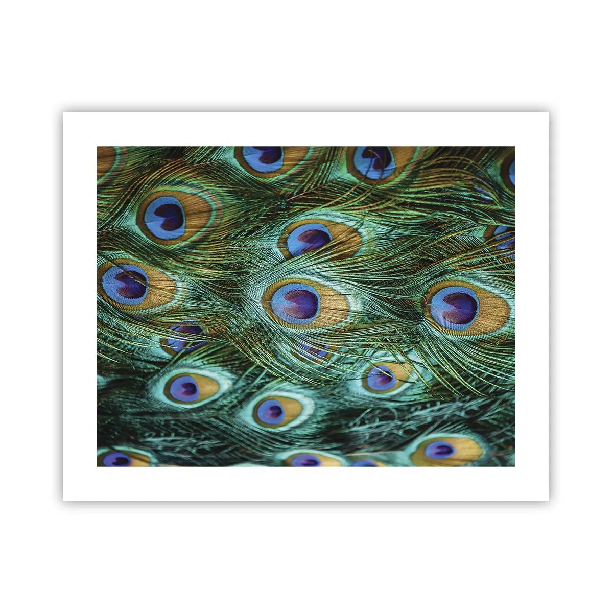 Plakat - En påfugls blik - 50x40 cm