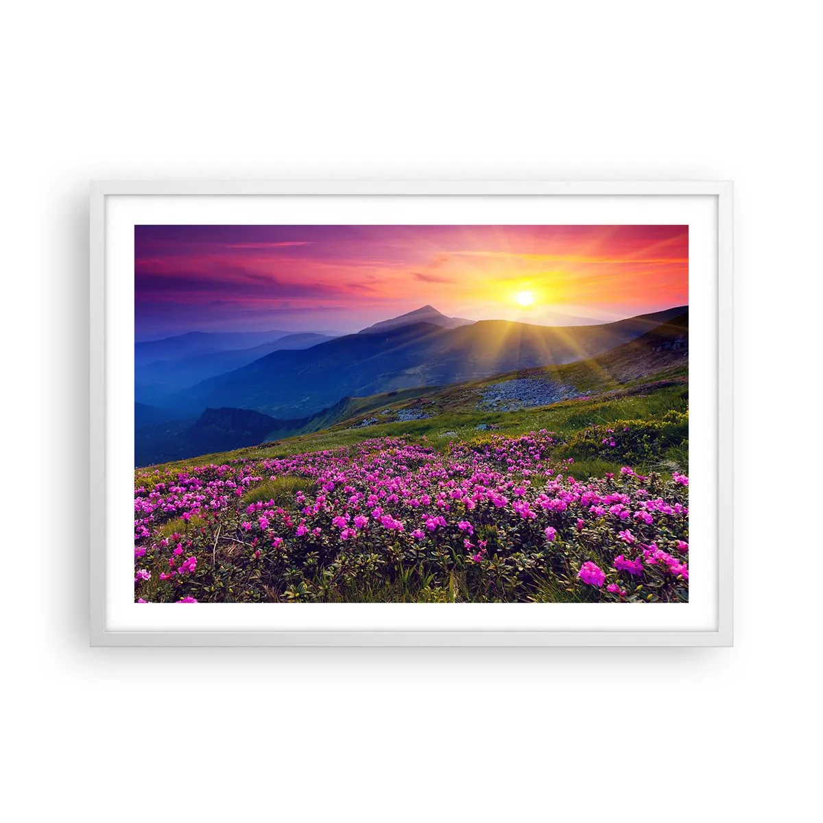 Plakat i hvid ramme - ... Og rundt omkring dufter det af fyrretræer og krydderurter - 70x50 cm