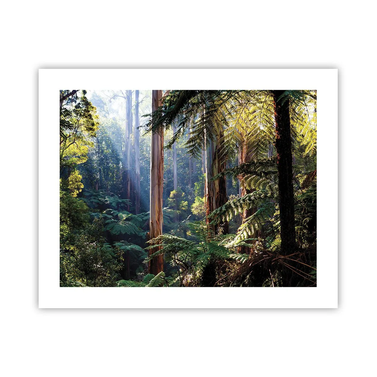 Plakat - En fortælling om skoven - 50x40 cm