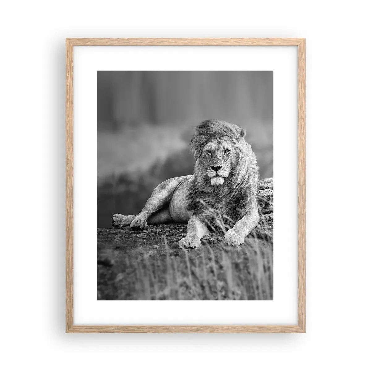 Plakat i ramme af lyst egetræ - Kongelig siesta - 40x50 cm