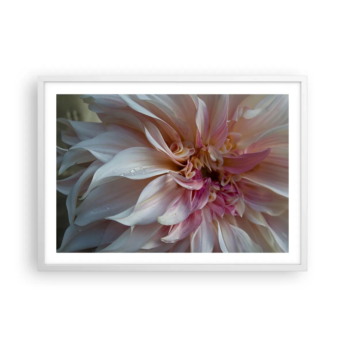 Plakat i hvid ramme - Blomstrende friskhed - 70x50 cm