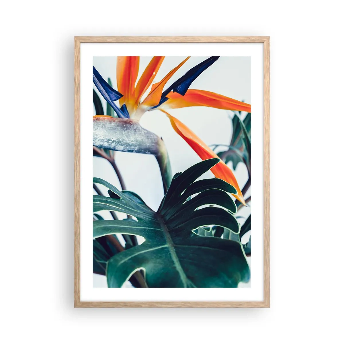 Plakat i ramme af lyst egetræ - Fuglebur - 50x70 cm