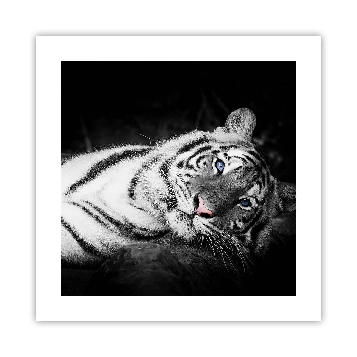 Plakat - Vildskab og fred - 40x40 cm