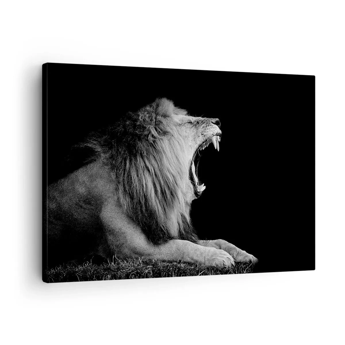 Lærredstryk - Billede på lærred - En brølende løve på en sort baggrund i sorte og hvide toner - 70x50cm - Uden tvivl - Moderne vægdekoration til stue og soveværelse ARTTOR