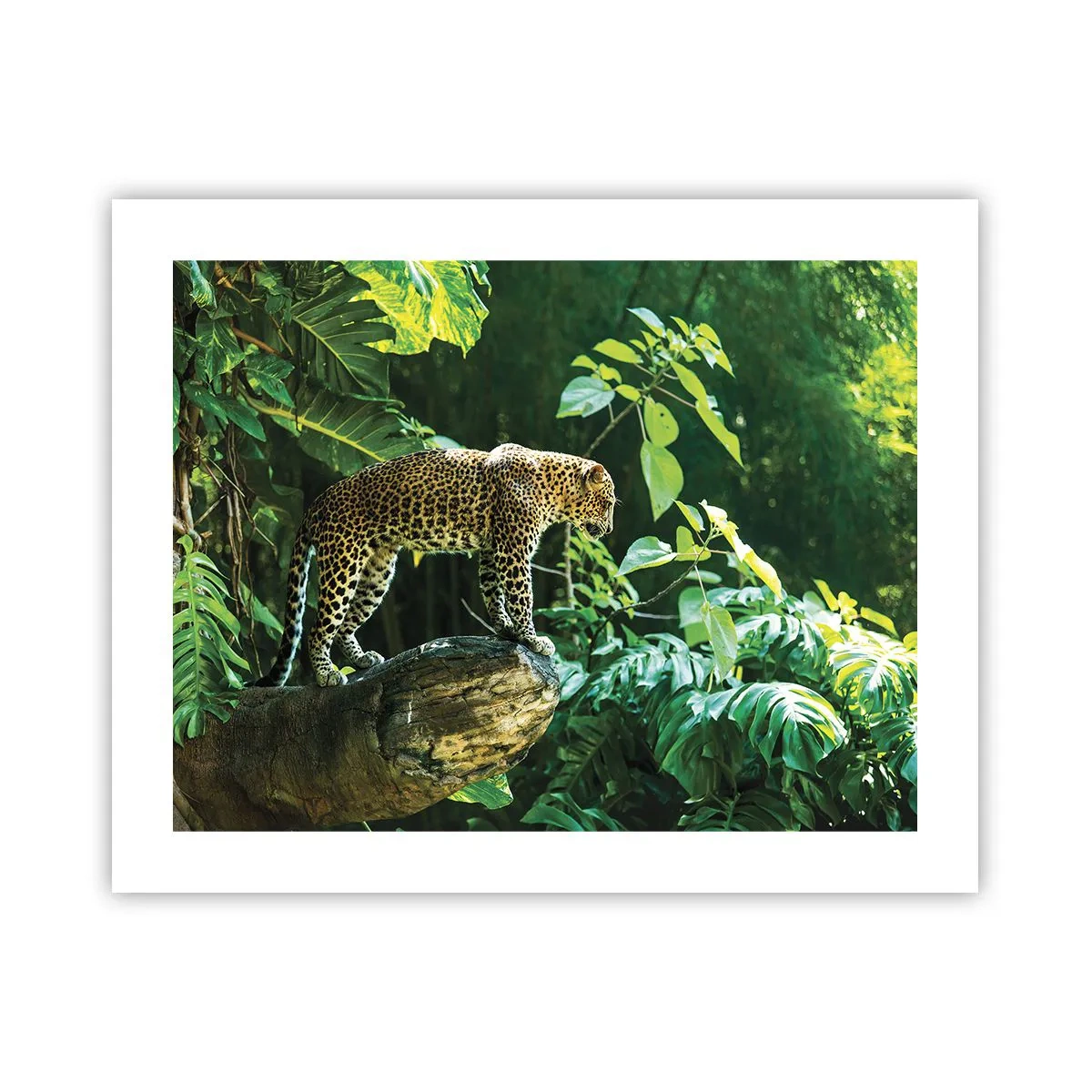 Plakat - Til jagt? - 50x40 cm