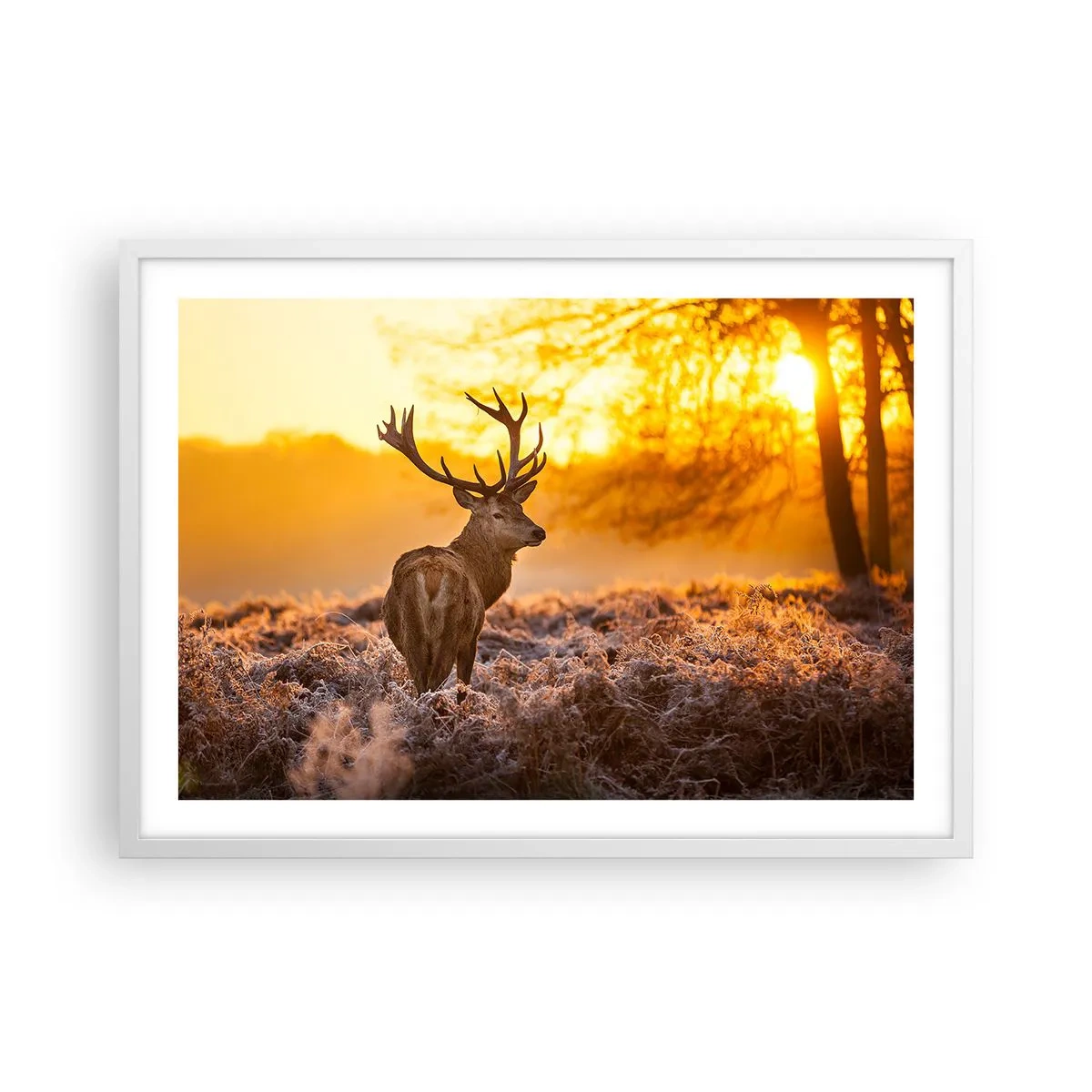 Plakat i hvid ramme - Kongen af efterårsskoven - 70x50 cm