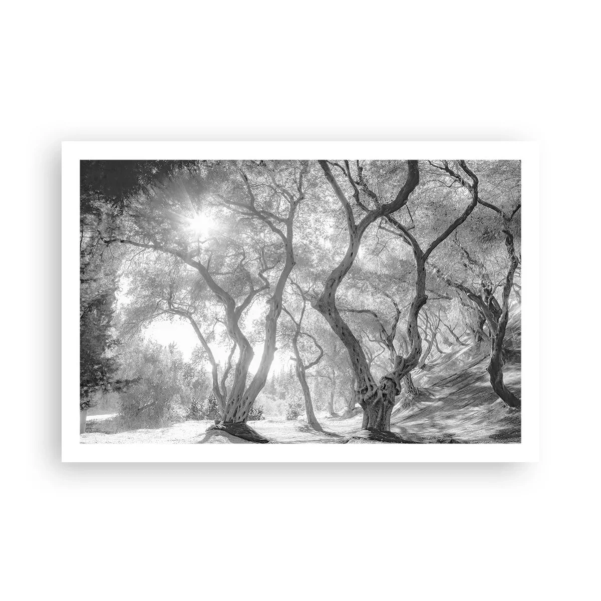 Plakat - I en olivenlund - 91x61 cm