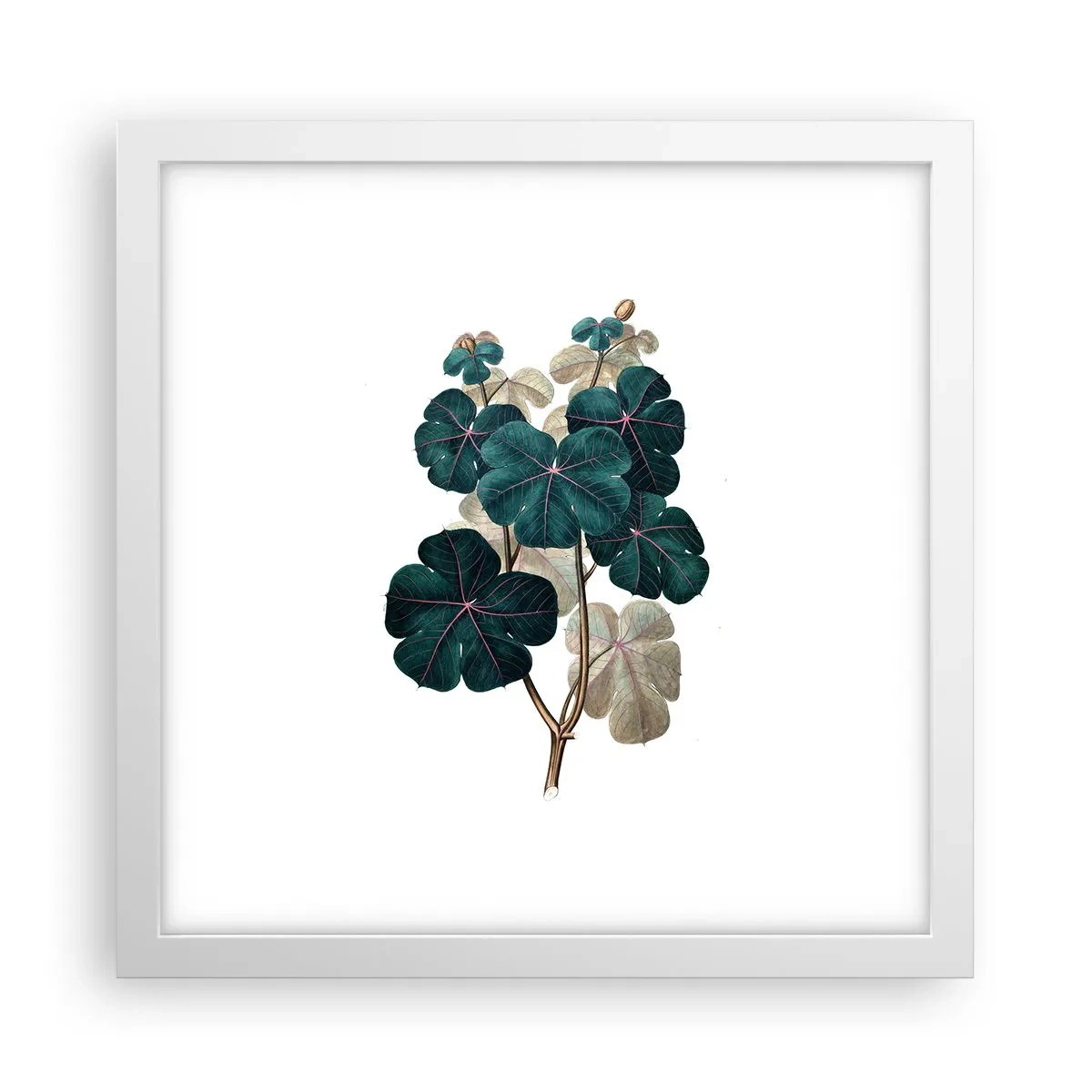 Plakat i hvid ramme - Fra et gammelt herbarium - 30x30 cm