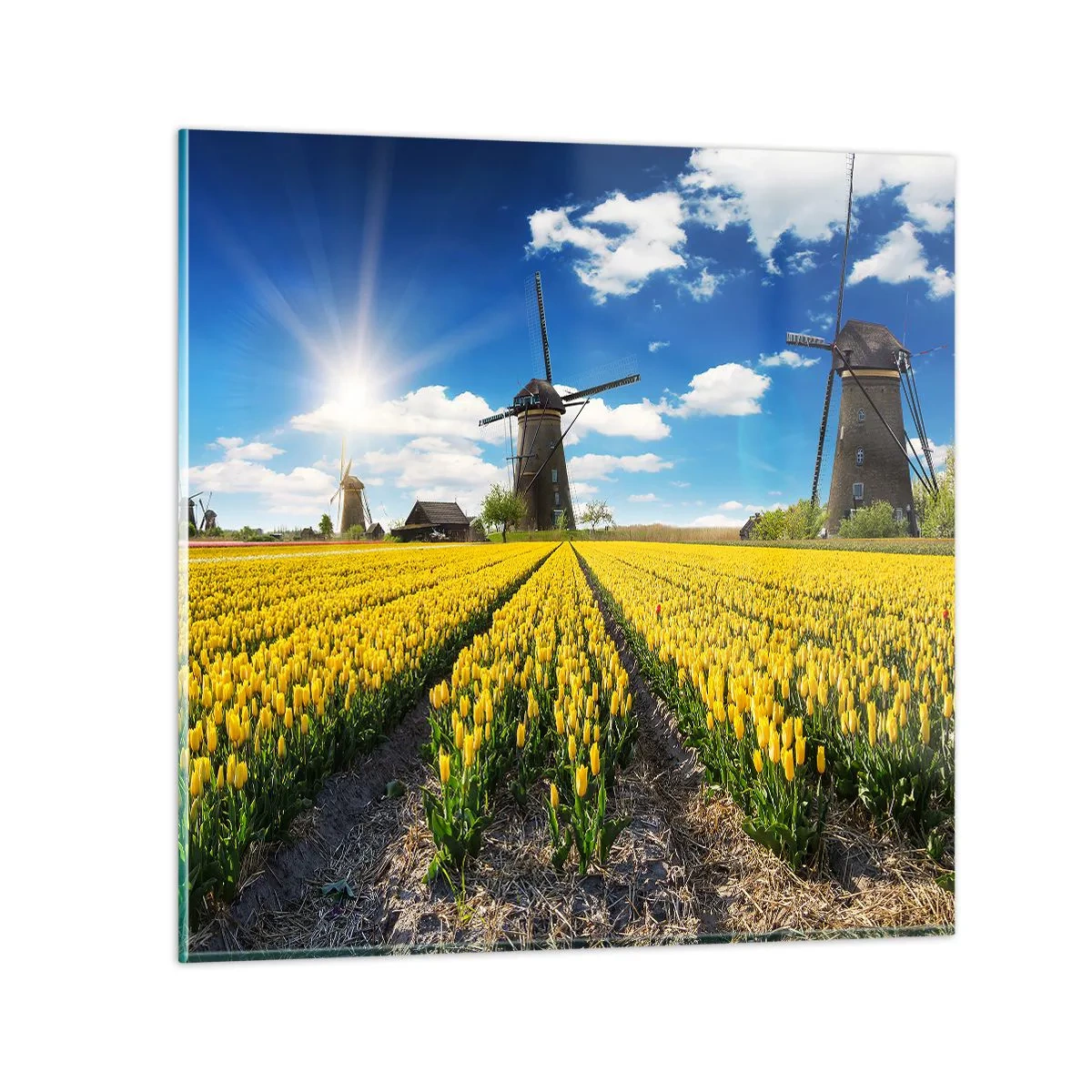 Billede på glas - Kunne ikke være mere hollandsk - 30x30 cm