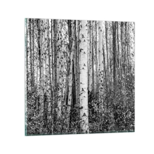 Billede på glas - Kolonnade af birk - 50x50 cm