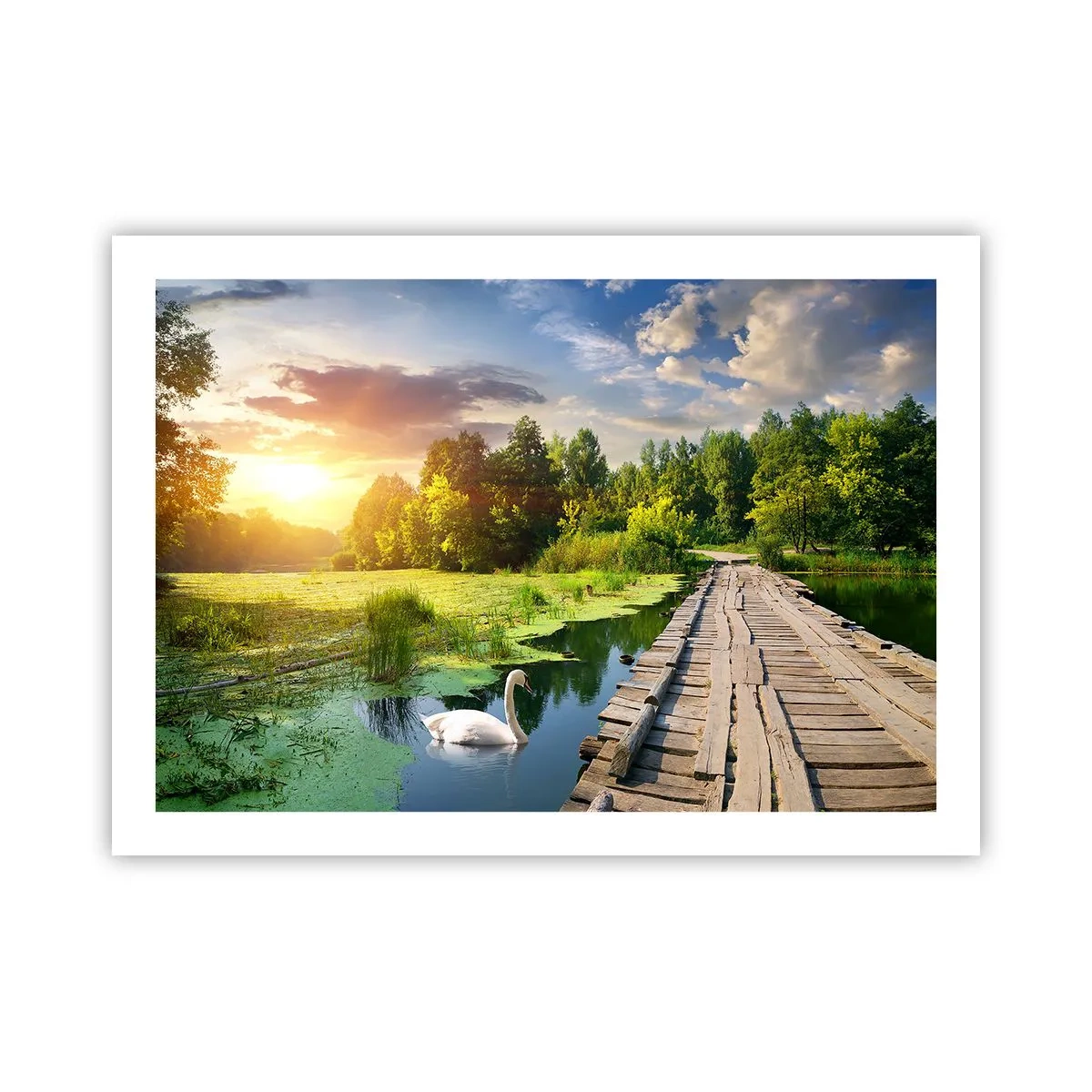 Plakat - Sommer, sommer overalt - 70x50 cm