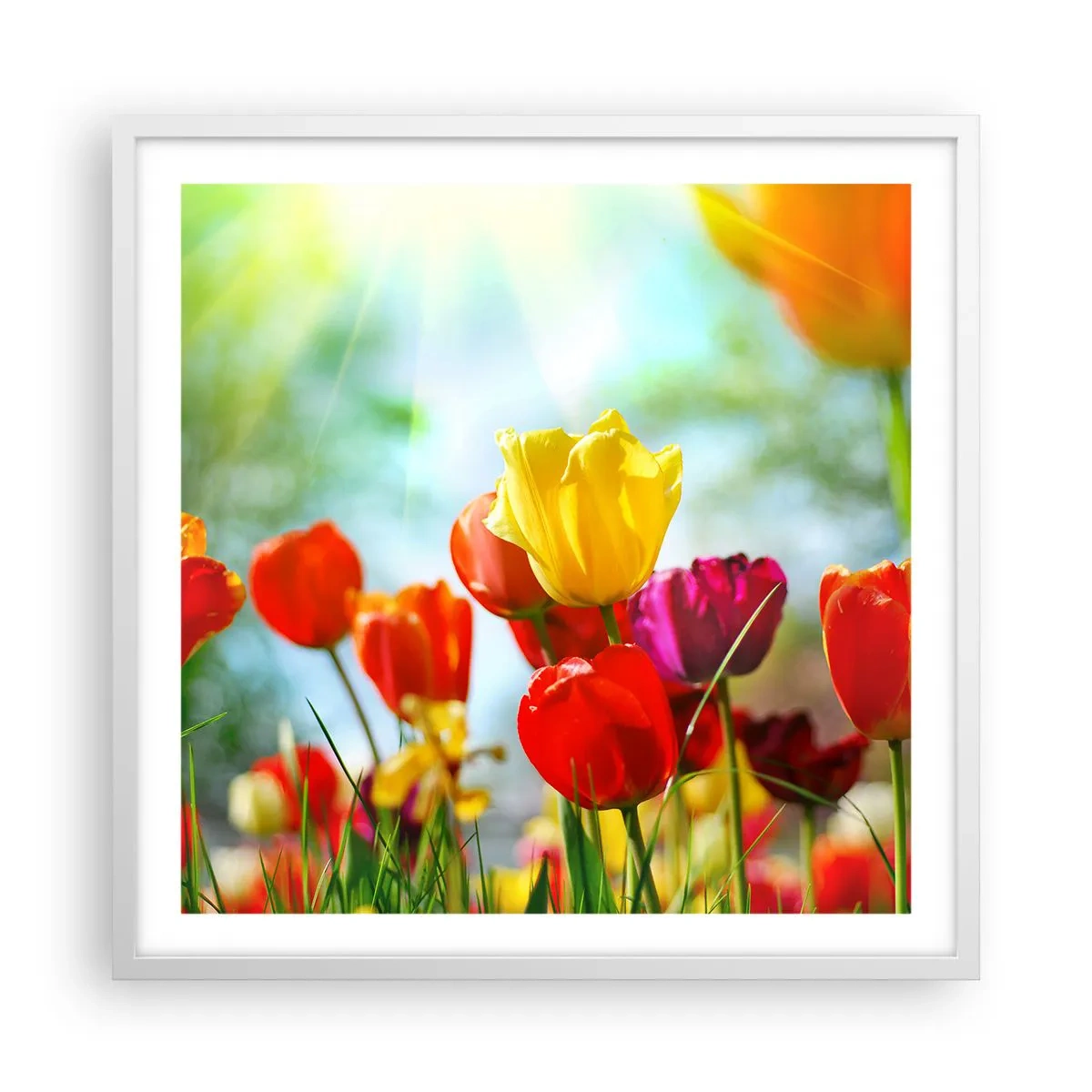 Plakat i hvid ramme - Alle solens farver - 60x60 cm