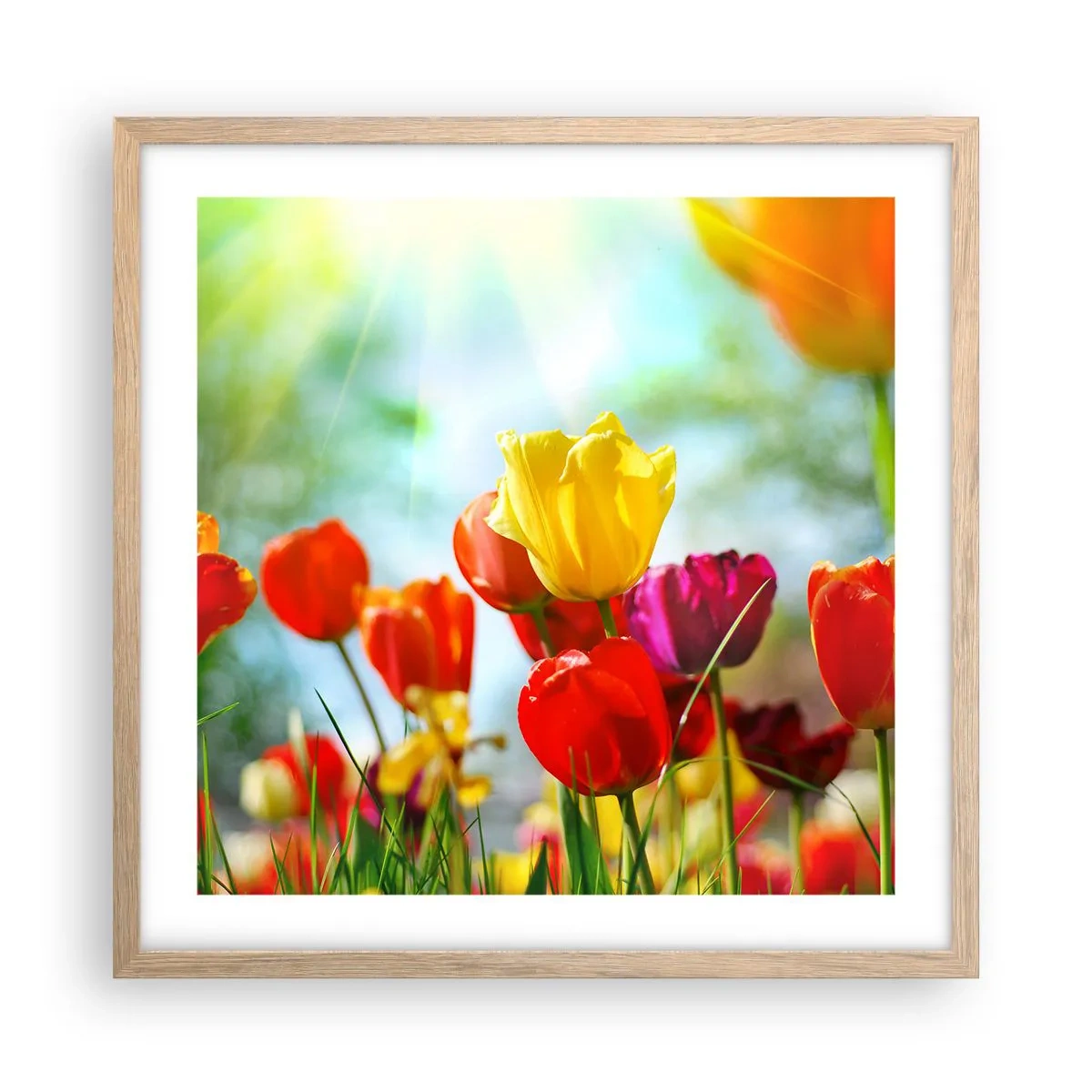 Plakat i ramme af lyst egetræ - Alle solens farver - 50x50 cm