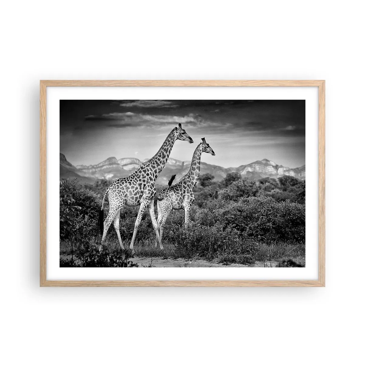 Plakat i ramme af lyst egetræ - Afrikas overklasse - 70x50 cm