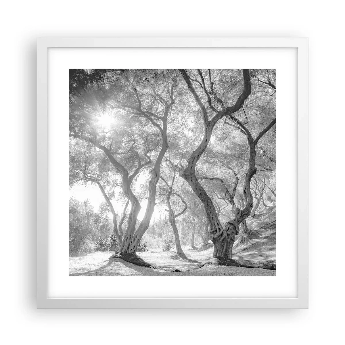 Plakat i hvid ramme - I en olivenlund - 40x40 cm