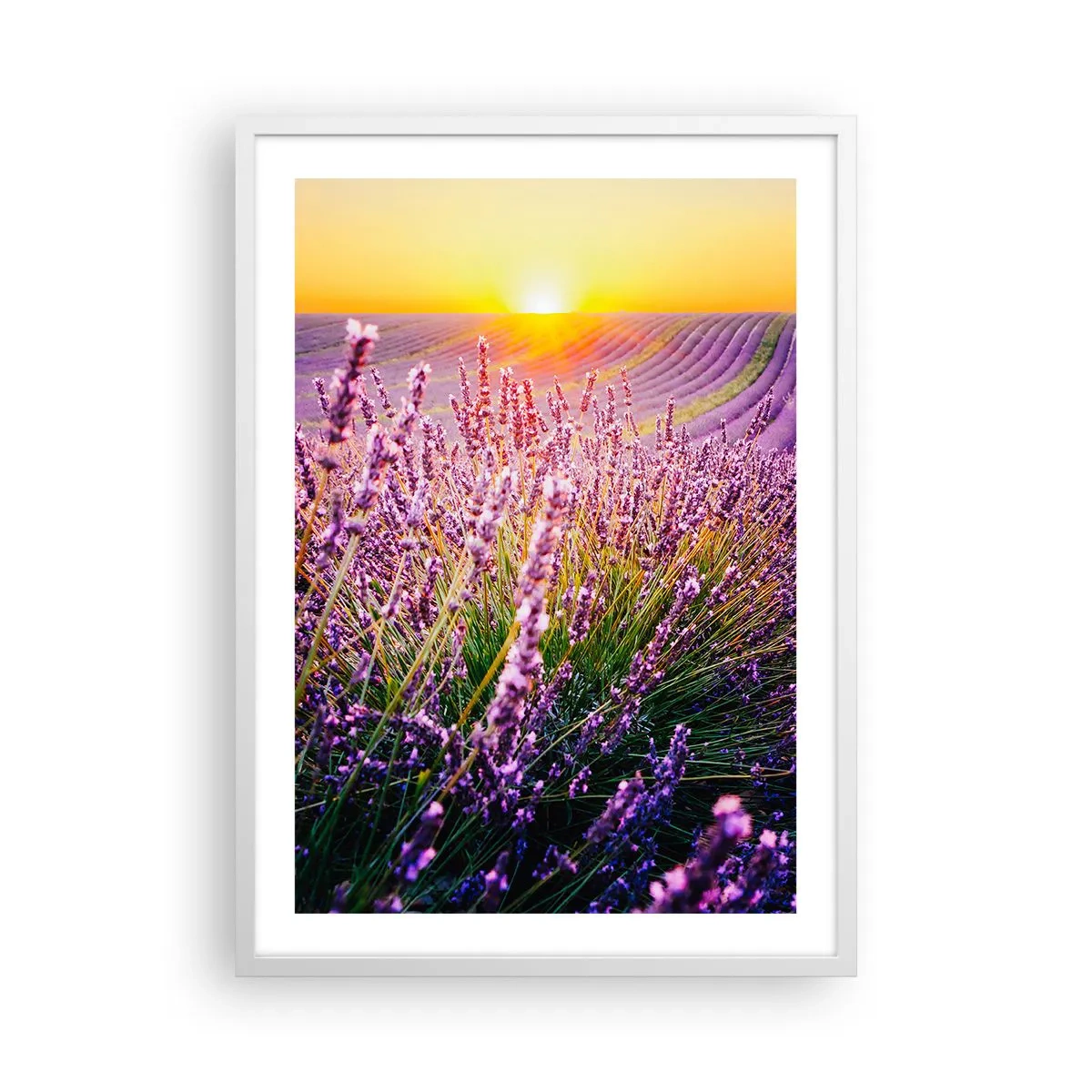 Plakat i hvid ramme - Duftende plet - 50x70 cm