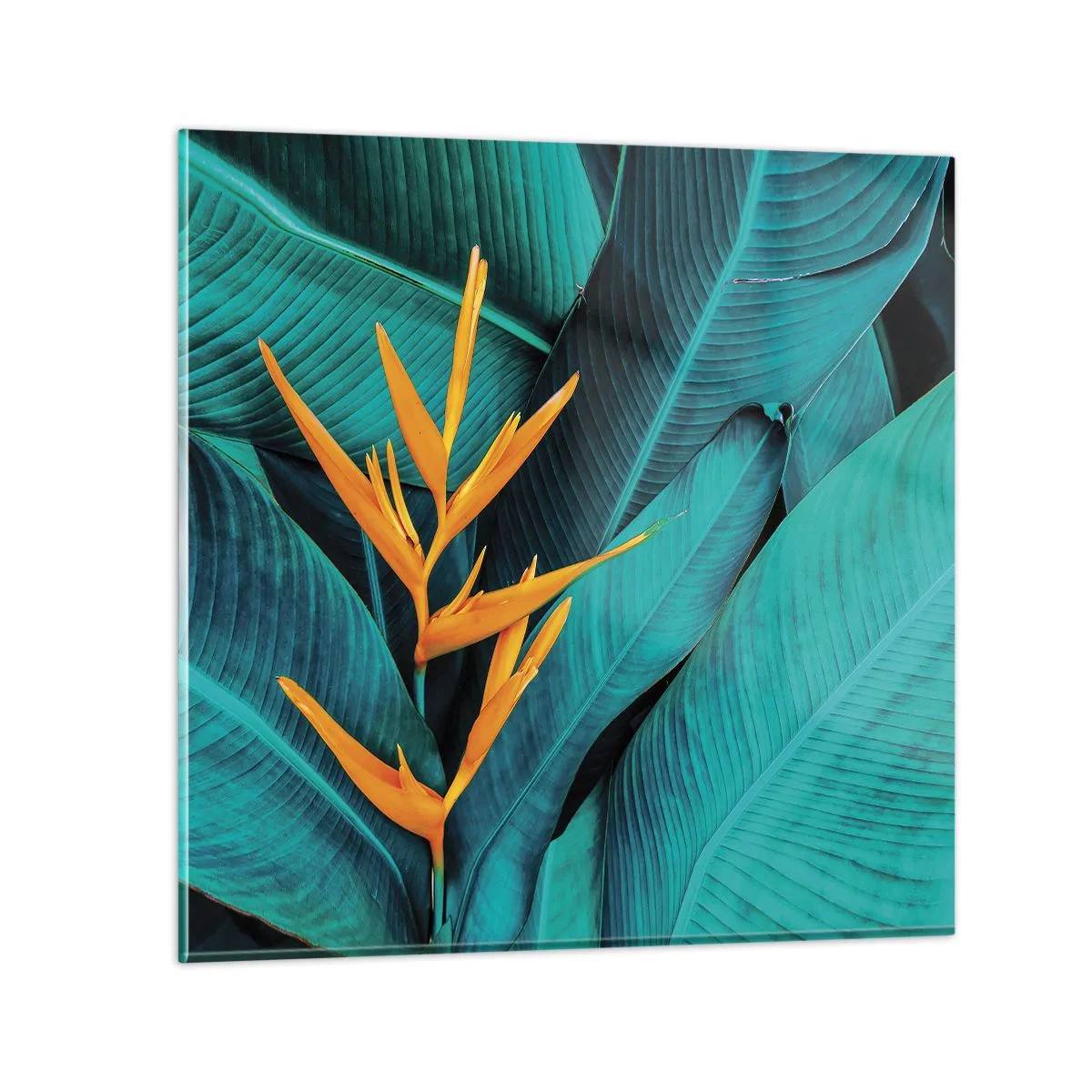 Billede på glas - Edens blomst - 70x70 cm