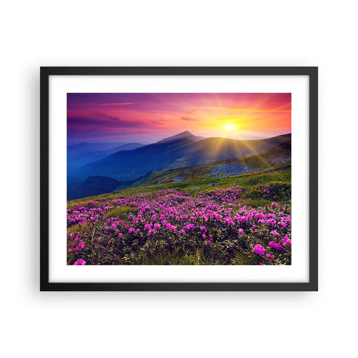 Plakat i sort ramme - ... Og rundt omkring dufter det af fyrretræer og krydderurter - 50x40 cm