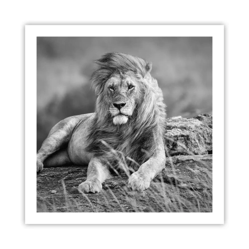 Plakat - Kongelig siesta - 60x60 cm