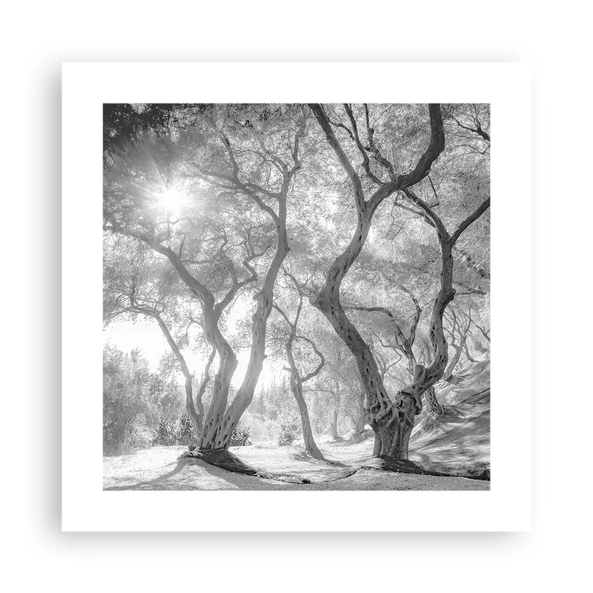 Plakat - I en olivenlund - 40x40 cm