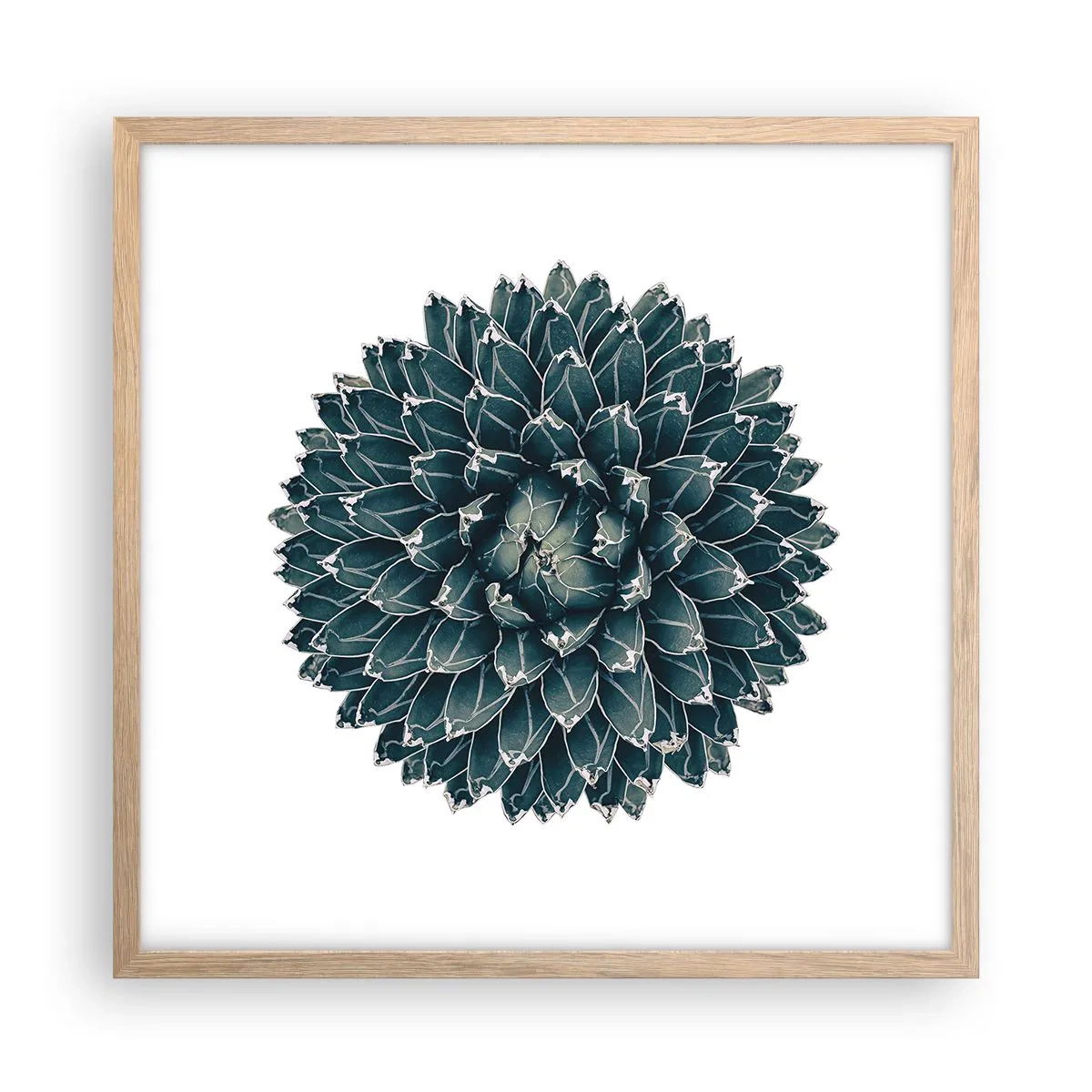 Plakat i ramme af lyst egetræ - Ørkenstjerne - 50x50 cm