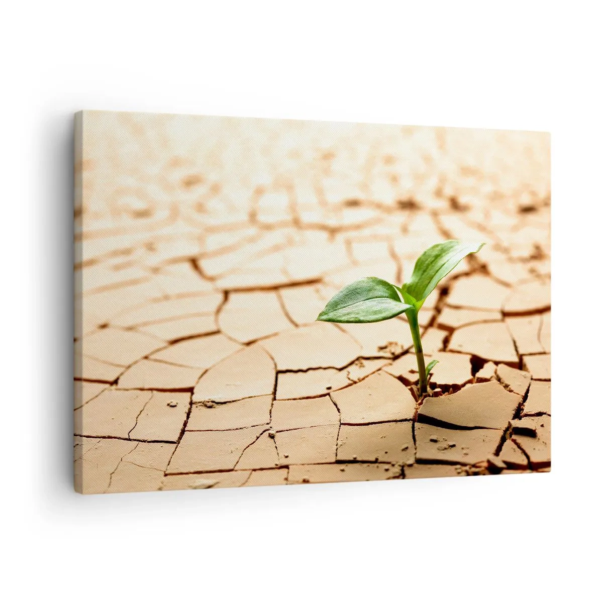 Lærredstryk - Billede på lærred - En grøn plante, der vokser op af tør, revnet jord - 70x50cm - Den ukuelige livskraft - Moderne vægdekoration til stue og soveværelse ARTTOR