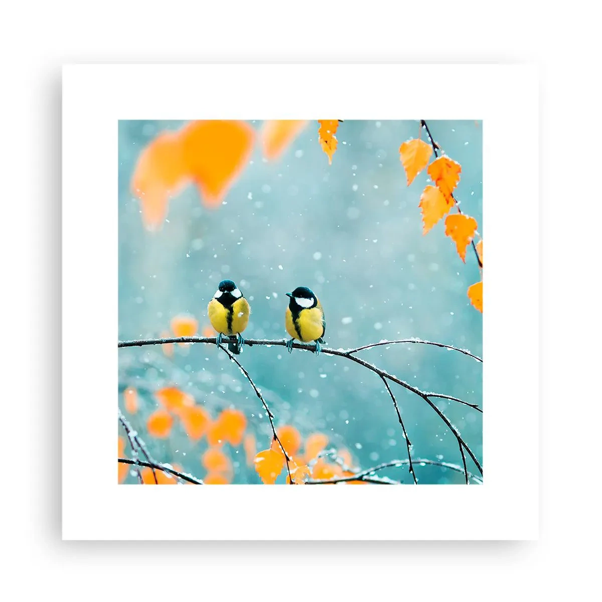 Plakat - Sladder om fugle - 30x30 cm