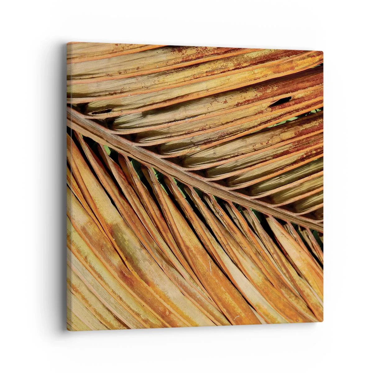 Lærredstryk - Billede på lærred - Kokosnød guld - 40x40 cm