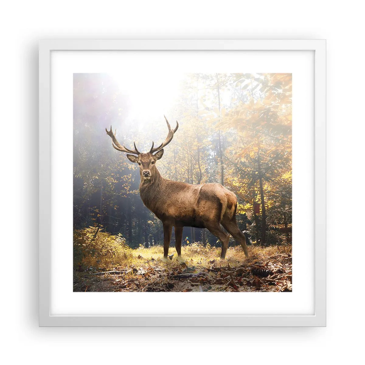 Plakat i hvid ramme - I fuld majestæt - 40x40 cm