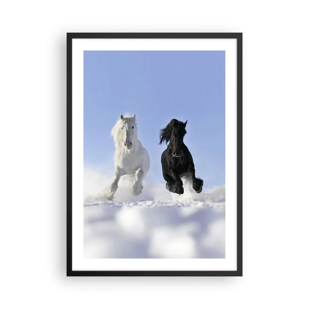 Plakat i sort ramme - En hvid og sort hest galoperer i sneen - 50x70cm - Sort og hvid galop - Moderne vægdekoration til stue og soveværelse ARTTOR