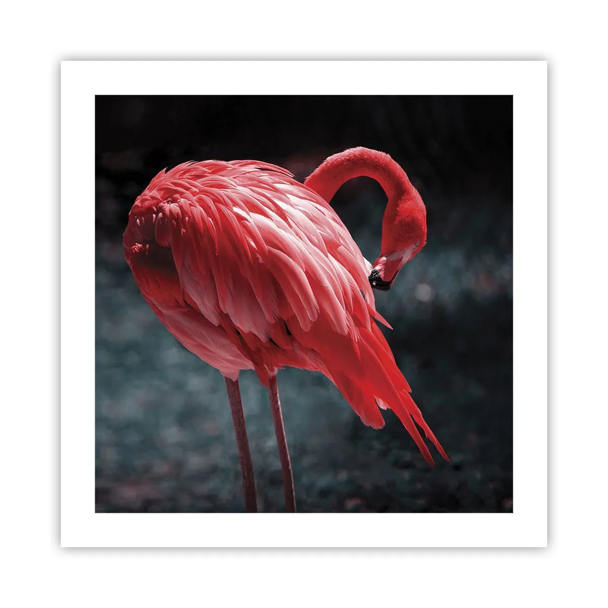 Plakat - Et karmosinrødt naturdigt - 50x50 cm