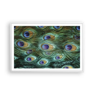 Plakat i hvid ramme - En påfugls blik - 91x61 cm