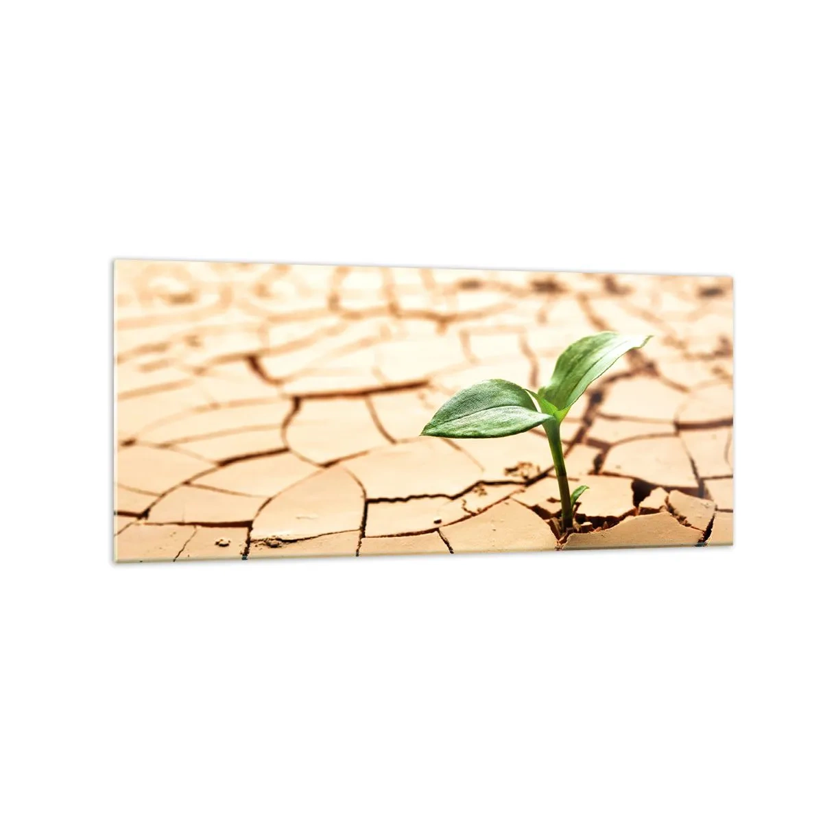 Billede på glas - Den ukuelige livskraft - 120x50 cm