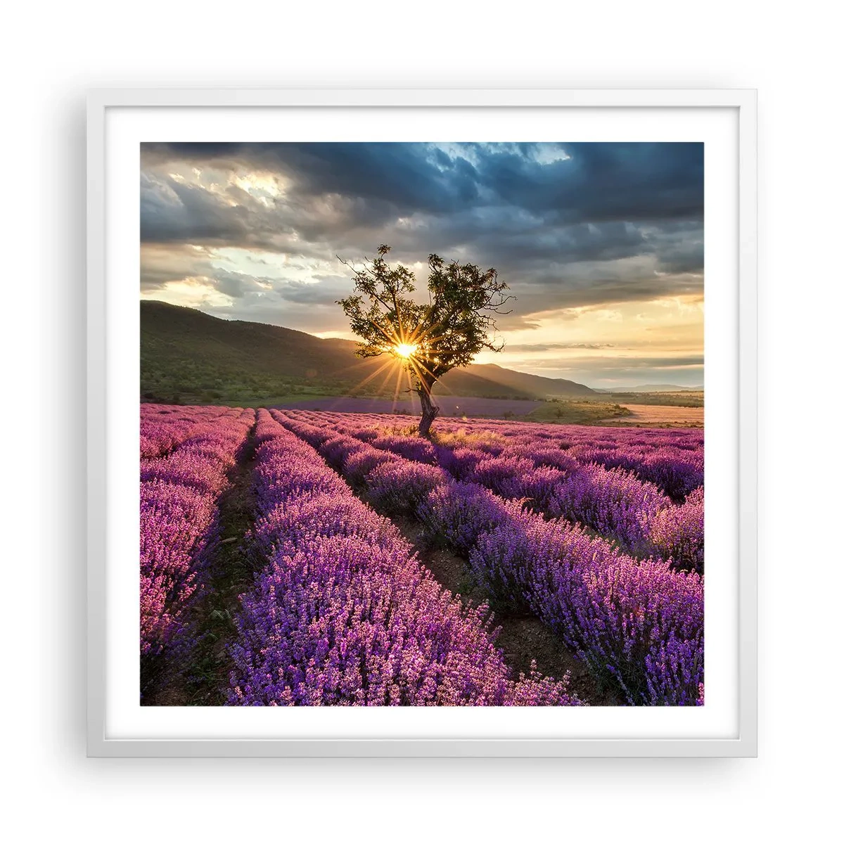 Plakat i hvid ramme - Lilla aroma - 60x60 cm