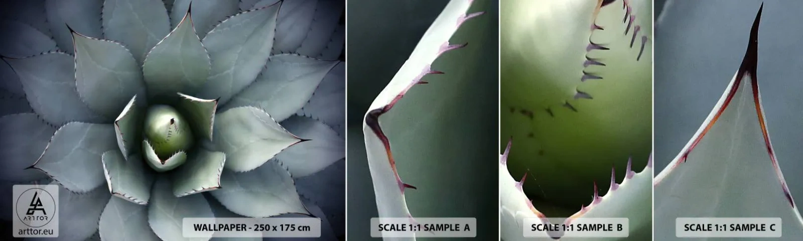 Fototapet Prøve Standard Eco - Lokkemad og advarsler - Agave blomst, Agave, Eksotisme - 100x30 cm