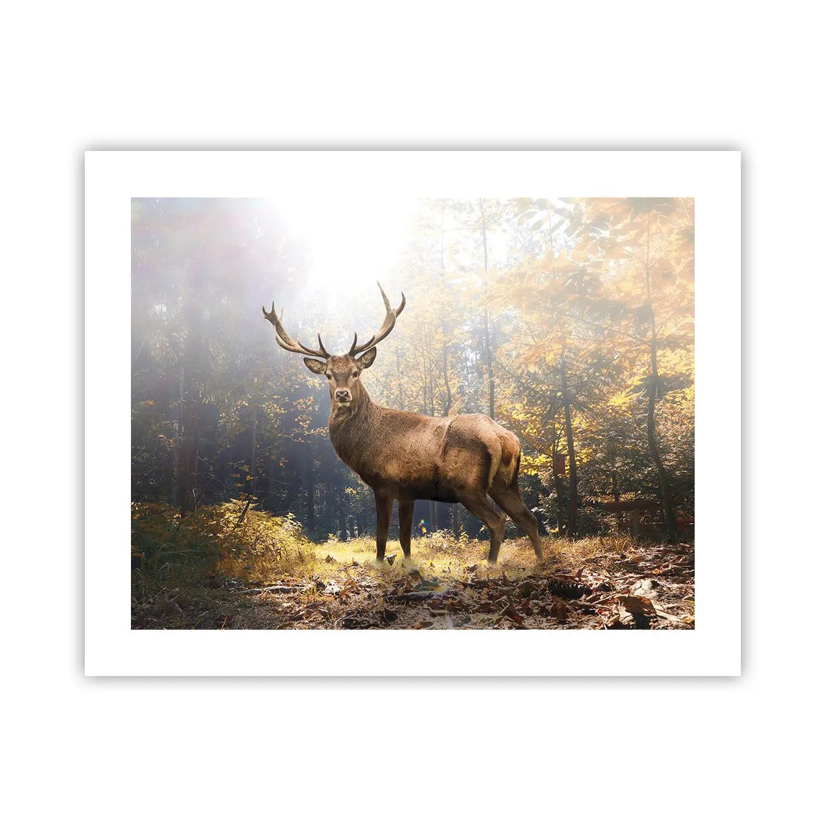 Plakat - I fuld majestæt - 50x40 cm