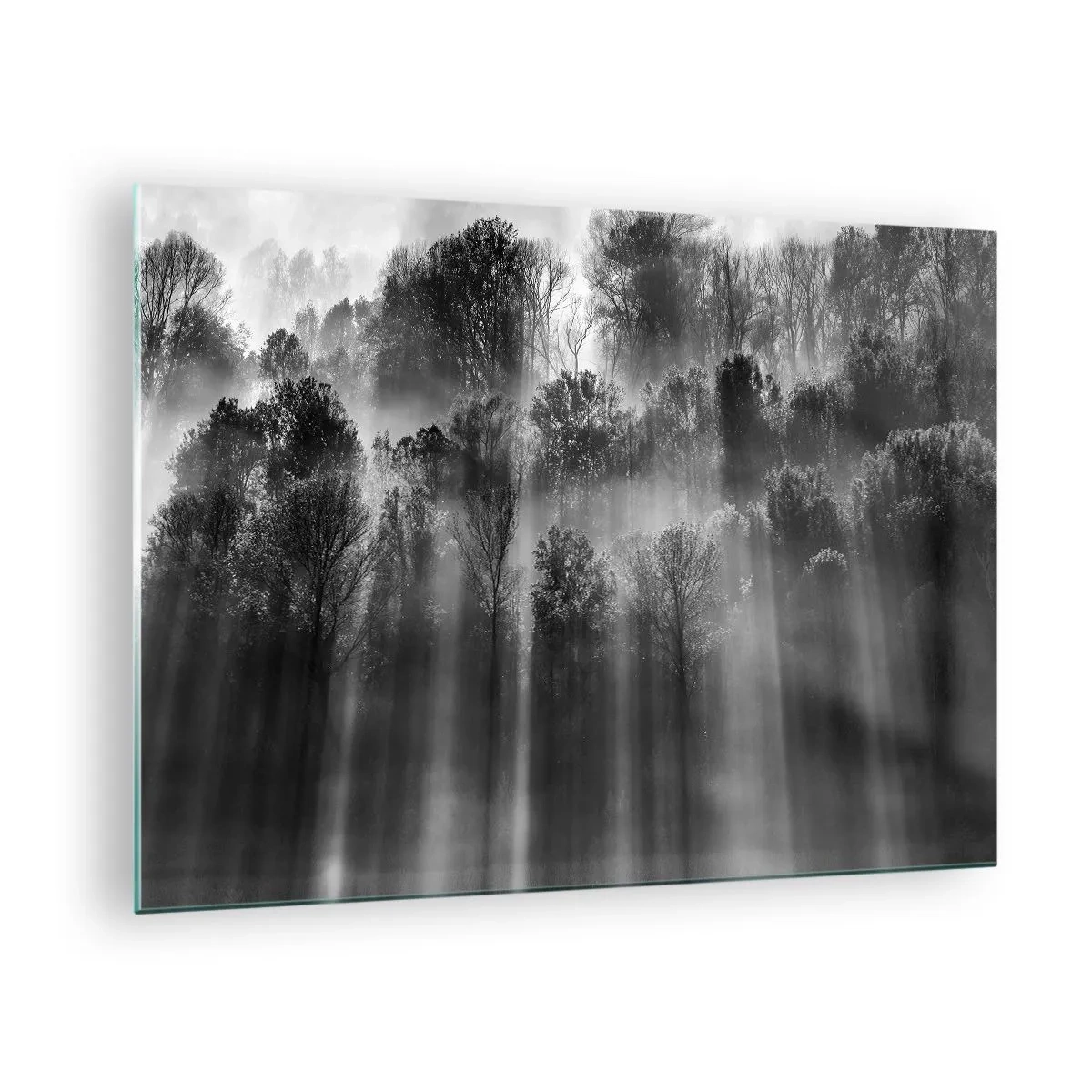 Billede på glas - Sorte og hvide lysstråler, der trænger ind i skoven - 70x50cm - I stråler af lys - Moderne vægdekoration til stue og soveværelse ARTTOR