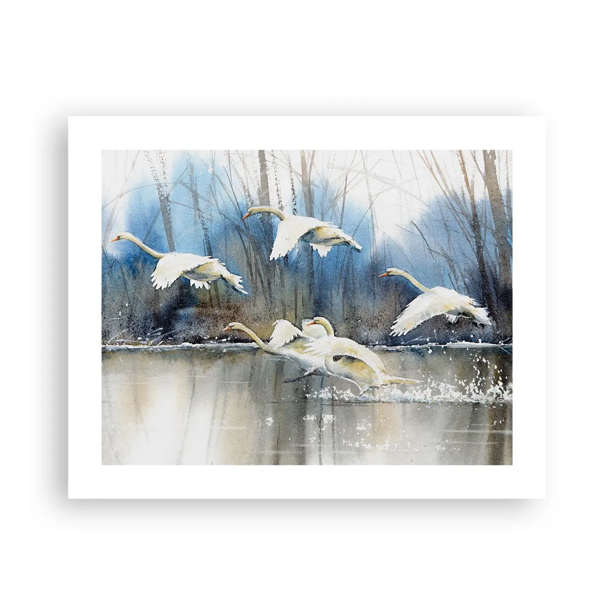 Plakat - Som i en fortælling om vilde svaner - 50x40 cm
