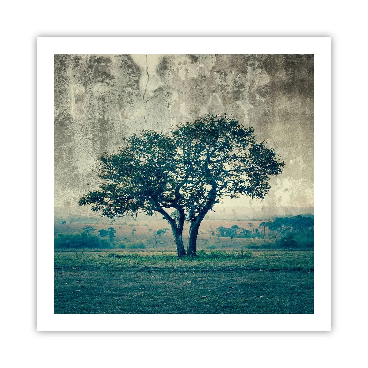 Plakat - Et æbletræ på en blå membran? - 60x60 cm