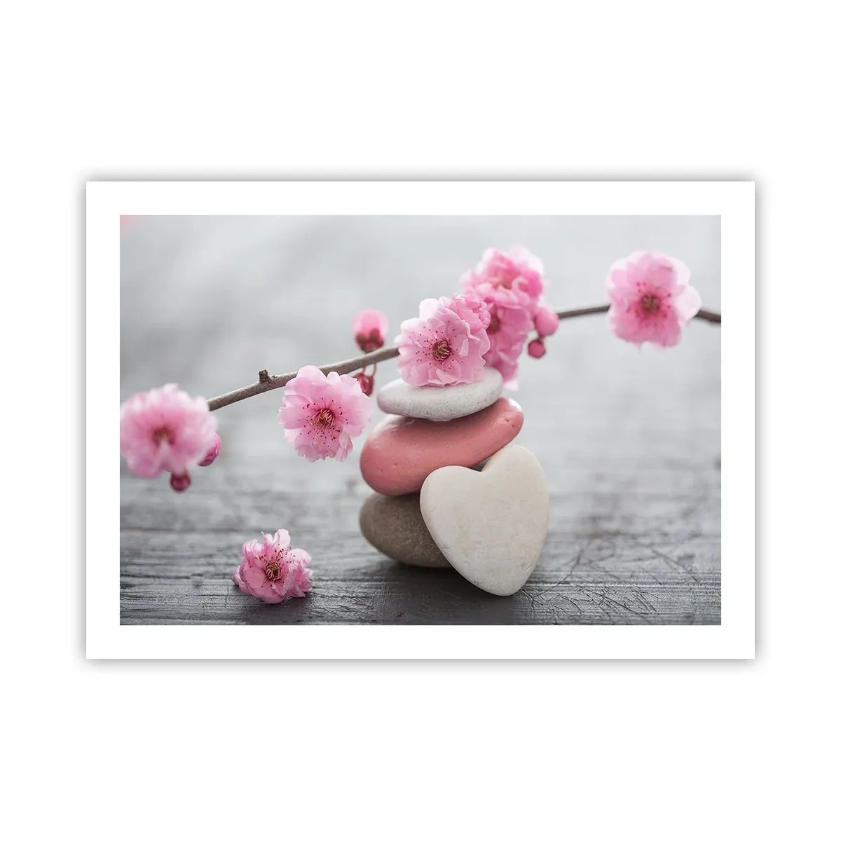 Plakat - Kirsebærblomstens lyksalighed - 70x50 cm