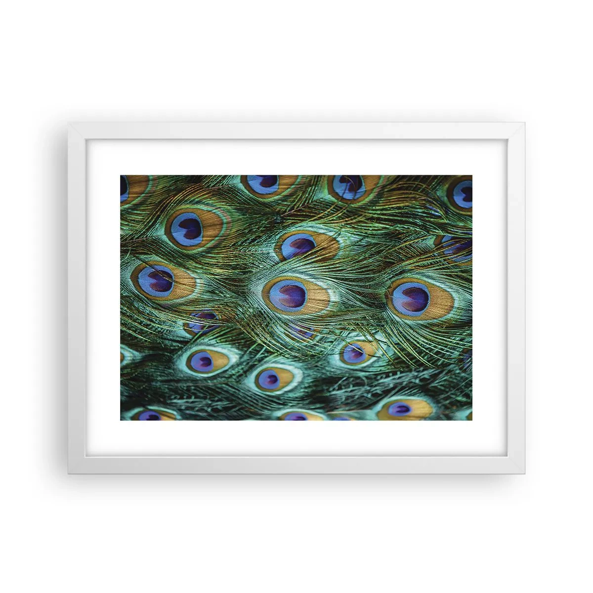 Plakat i hvid ramme - En påfugls blik - 40x30 cm