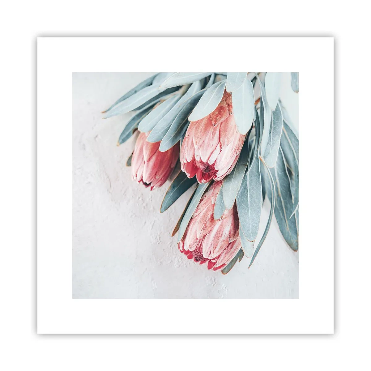 Plakat - Skammer sig over deres egen skønhed - 30x30 cm