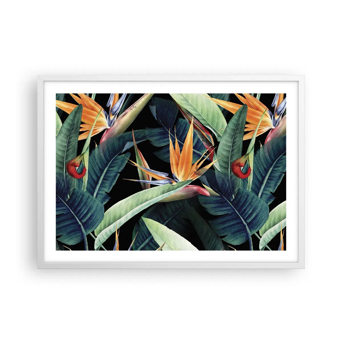 Plakat i hvid ramme - Flammeblomster i troperne - 70x50 cm