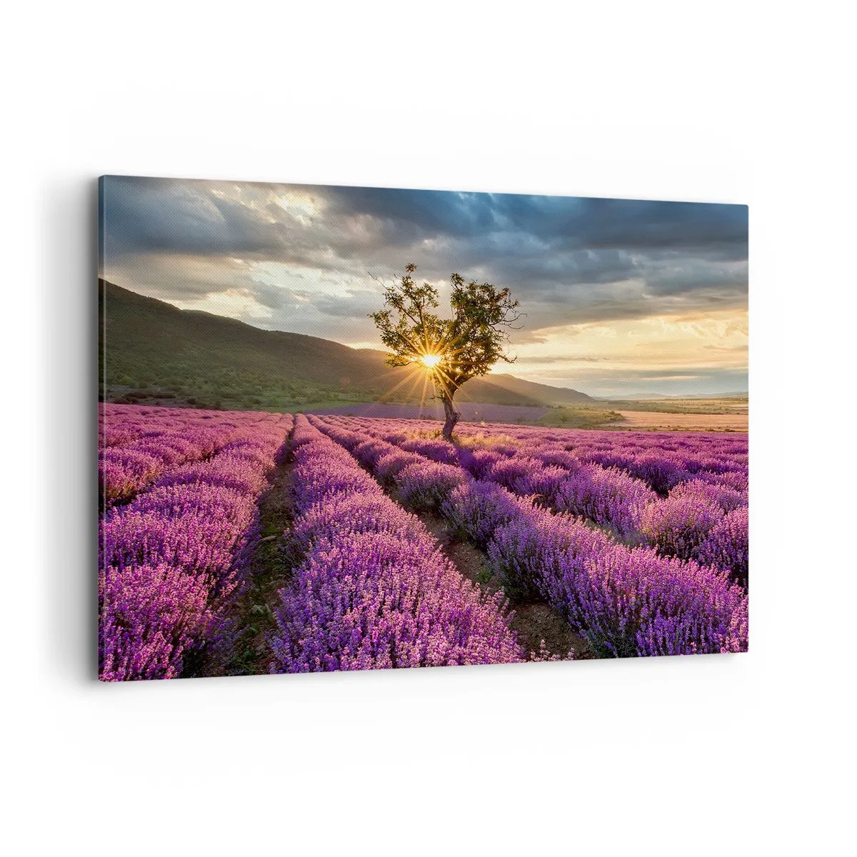 Lærredstryk - Billede på lærred - Lilla aroma - 100x70 cm