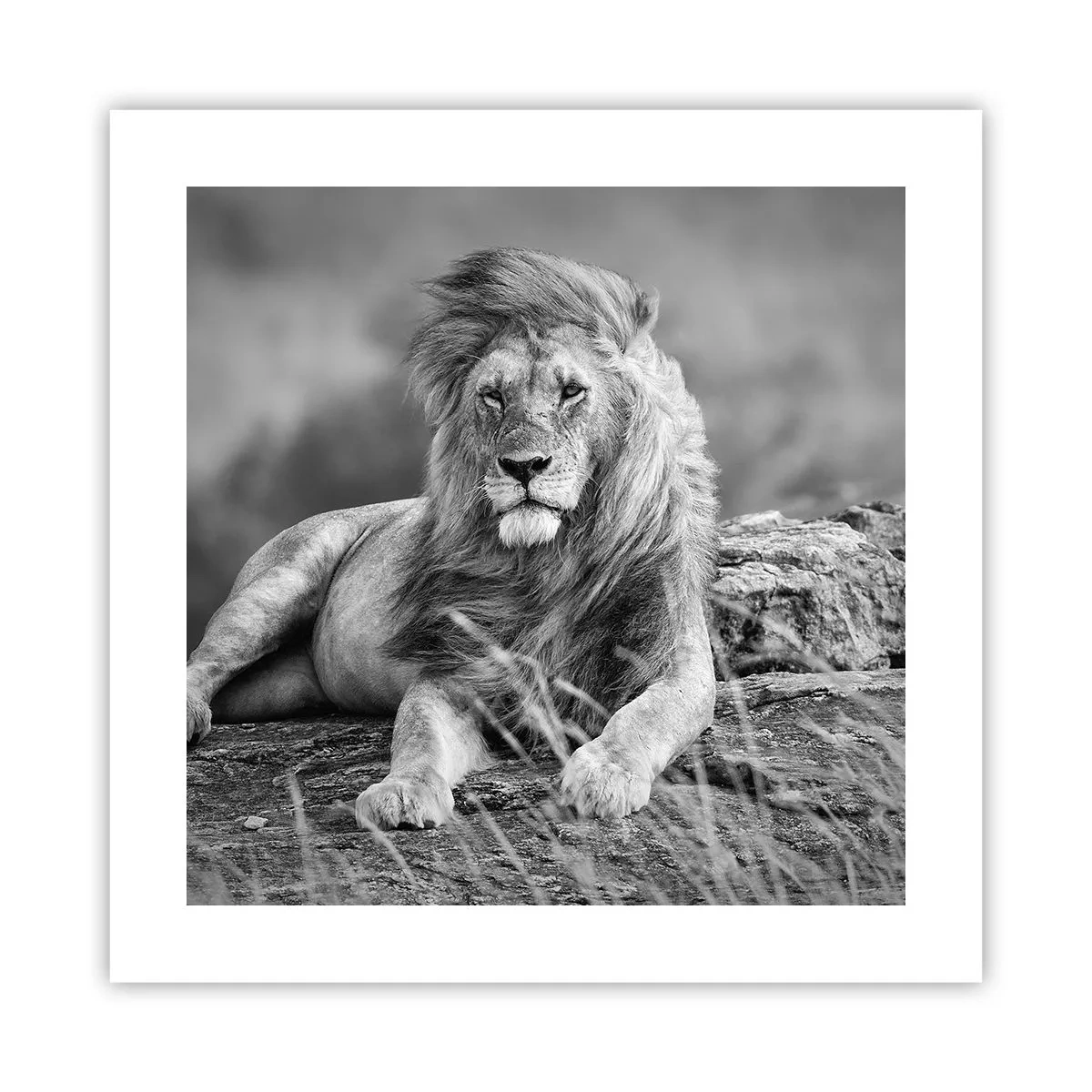 Plakat - Kongelig siesta - 40x40 cm