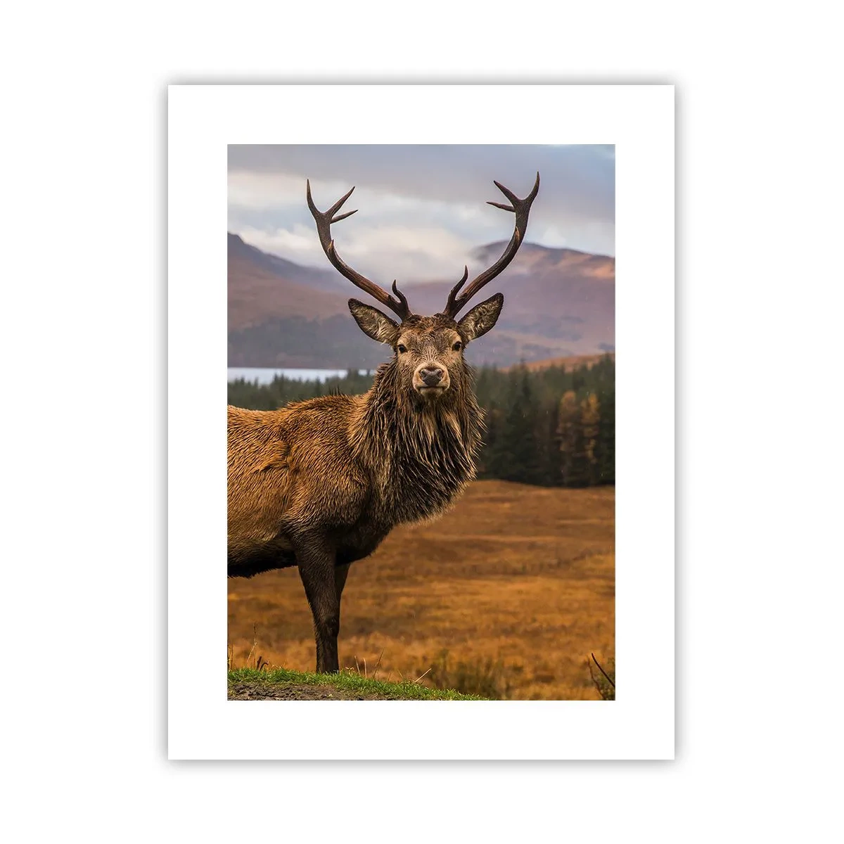 Plakat - Naturens majestæt - 30x40 cm