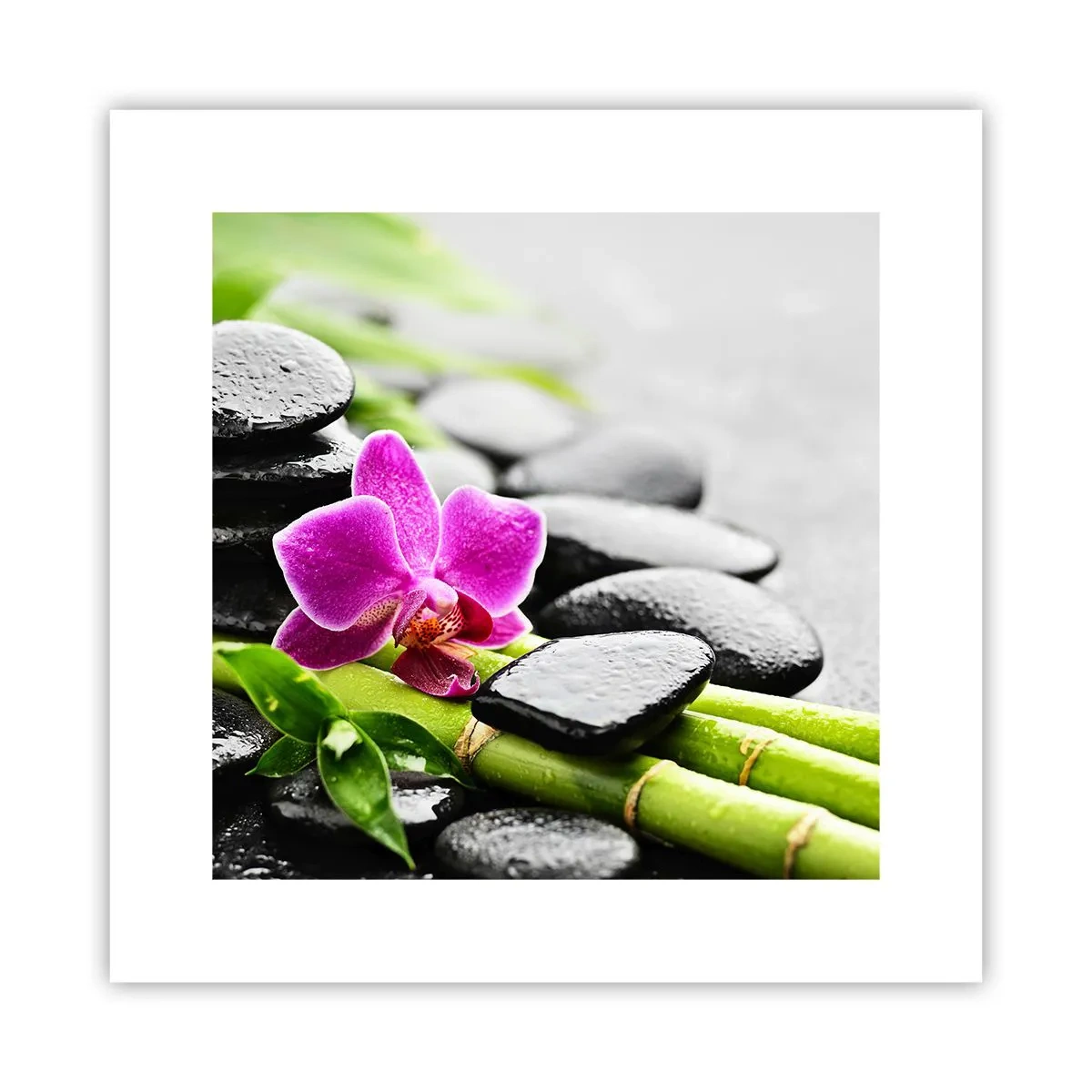 Plakat - I en fredelig balance - 30x30 cm