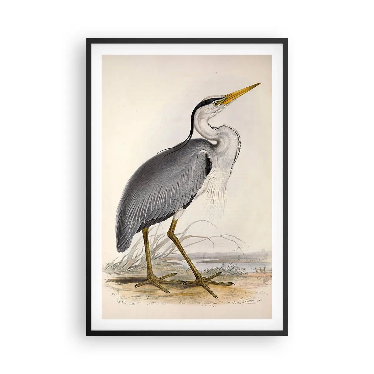 Plakat i sort ramme - Fiskehejre-charme - 61x91 cm